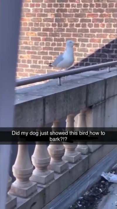 Зараза такая