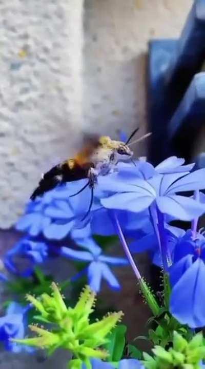 Little dude does a slurp