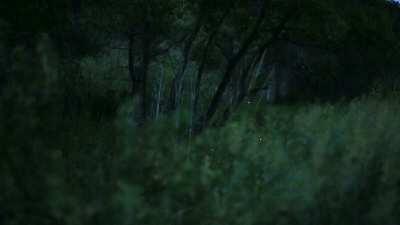 Fireflies