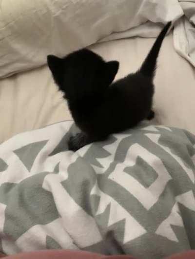 Our pointy tailed void likes a good scream