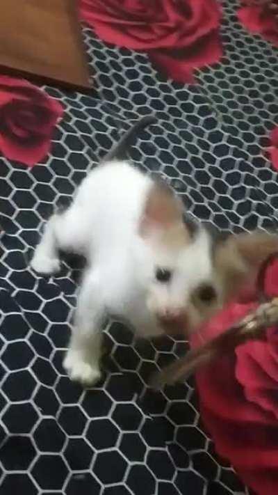 caught this criminal red handed trying to steal my keys