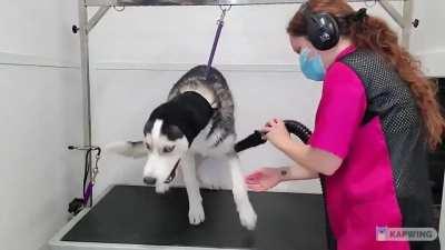 Husky being a husky (sound on) (for more info see the comments)