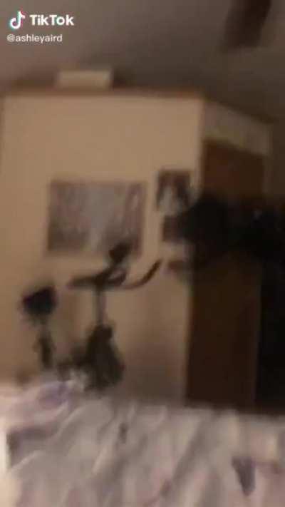 HTDYB trying to jump off a shelf while the fan is on