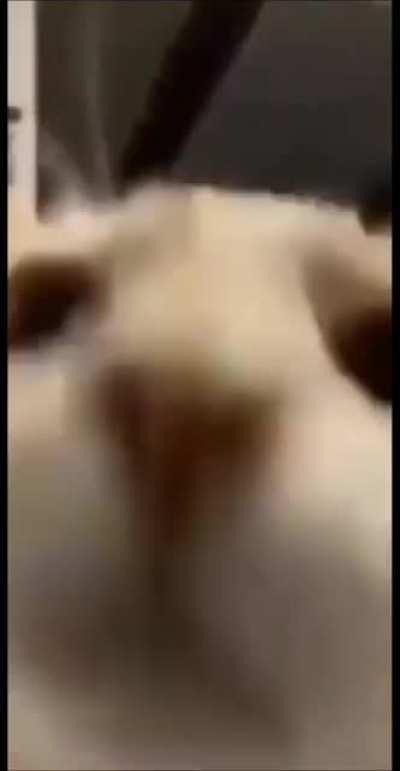 cat when knockback [Fluff]