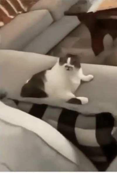 That is the most aggressive lick i have ever seen