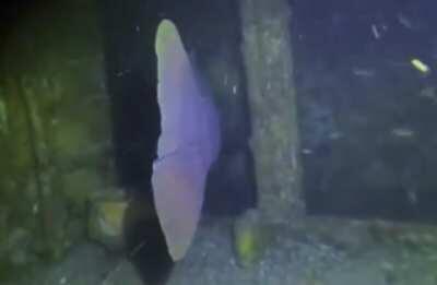 The size of this fish compared to the toilet on the left