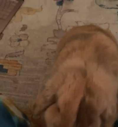 Who else’s bunnies become psycho when you bring out the treats?😂