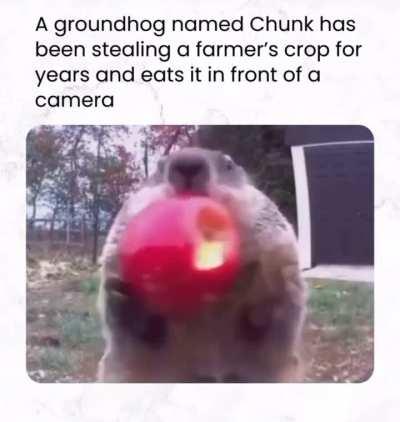 Merry and Pippen chillin’ in farmer Maggot’s crop