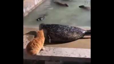 perdeu as estribeiras