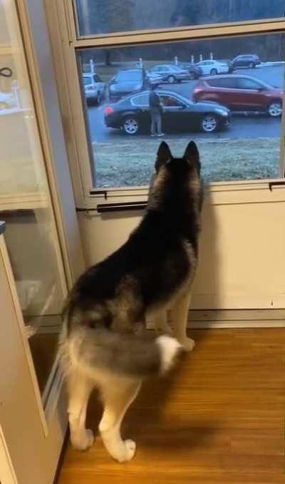 Dog getting sad watching another dog go
