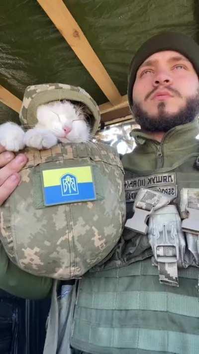 Combat cats guard the peace of Ukrainians.