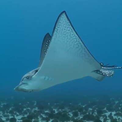 The spotted eagle ray looks like some kind of ancient ocean spirit