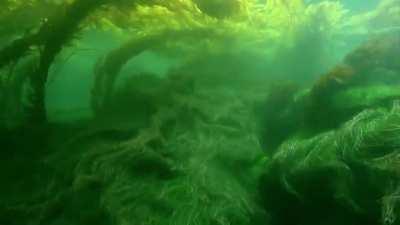 🔥 Underwater Motion of Seagrass and Kelp