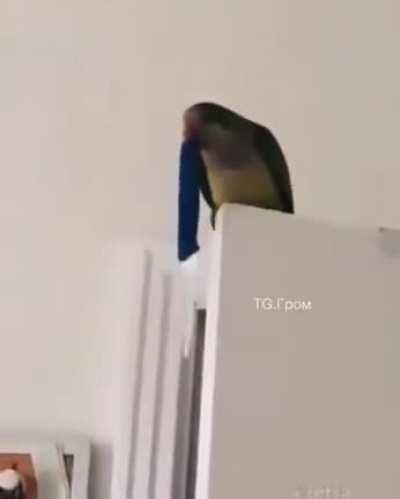 Восстание попугаев