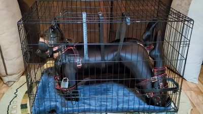 Punishment for a disobedient and noisy pet. A cage can be very restricting [OC]