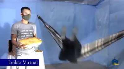 A catholic father doing a lasagna auction bouncing in a hammock