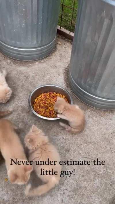 (OC in comment) when you are trying to gain weight and someone tries to steal your food.