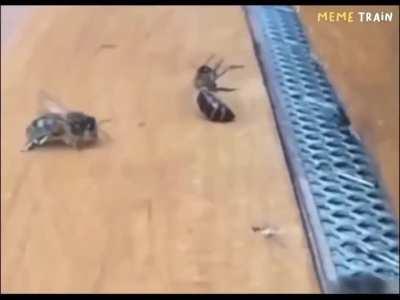 Bees landing at the hive but with sound effects 