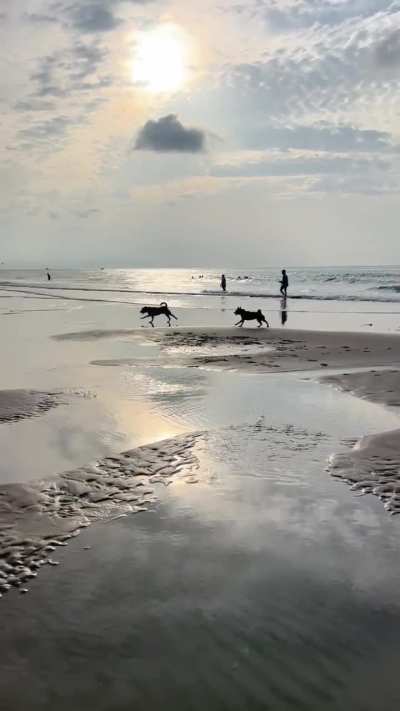 BB (black one) found a new beach fwend.