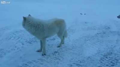 Encounter with friendly wolves in Canada