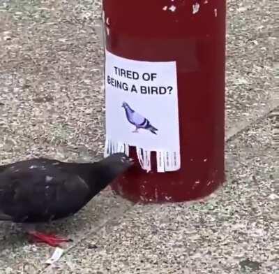 A sad but funny title