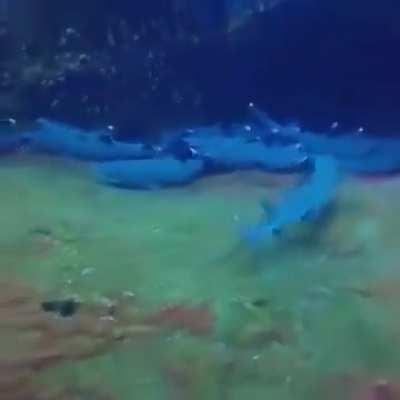 What can go wrong filming a group of sharks?