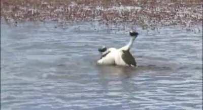 The Dance of the Ghost Hunters