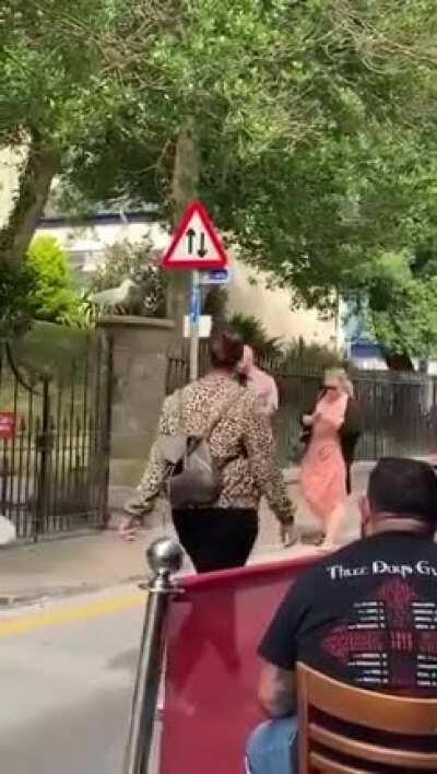 Professional food bombardier locks in on his target.