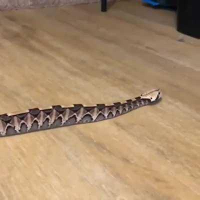 This is a Gaboon Viper. It is one of few snakes that moves straight instead of slithering.