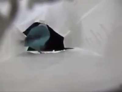 A bird setting up his camera to show off his new dance moves