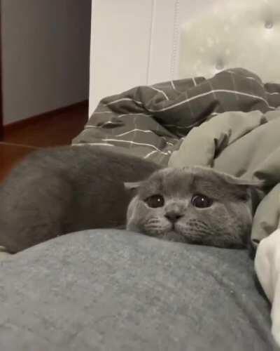 Cat gets the Disney eyes when they see their toy