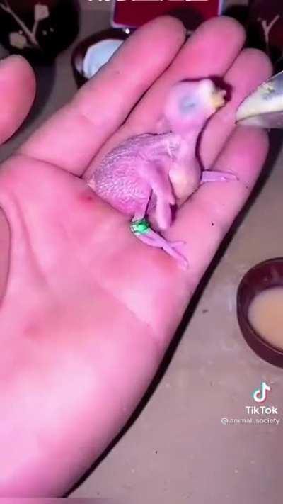 Spreading Birb Love: Day 43