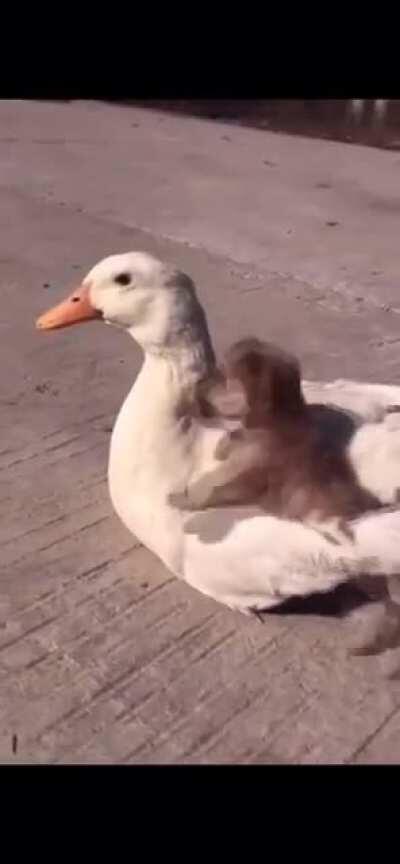 The cutest brotherly bond