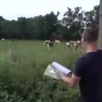 The man who talked to cows
