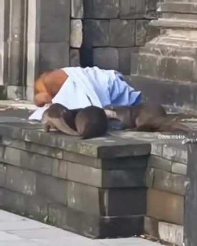 Homeless woman getting harassed by otters.