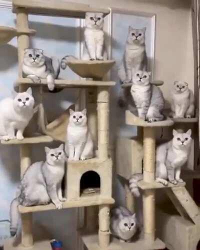 The magical cats appear!