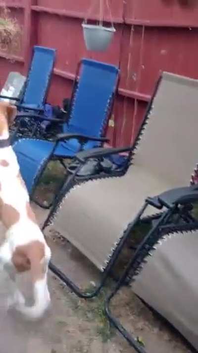 11 Years Old Dog Getting Treats