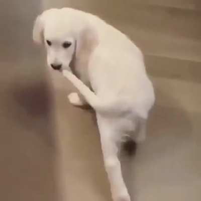 What did the tail do this time?