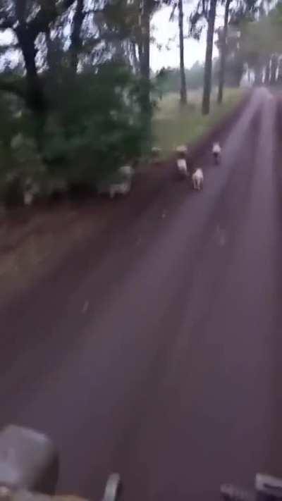 First thoughts, hmmm BBQ pork chops, then re-think... Pigs will eat just about anything they find. pORCk? no thanks. The population of once domestic, now wild, pigs is booming in Donbas.