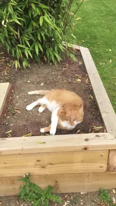 she likes to roll around in dirt, for some reason