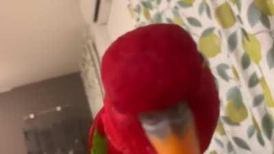 The colorful Chattering Lory is the most popular type of lory. They are named chattering lory because they generally chatter all day long. They are becoming loud in the morning for a short time after sunrise and during the evening before lights are turned