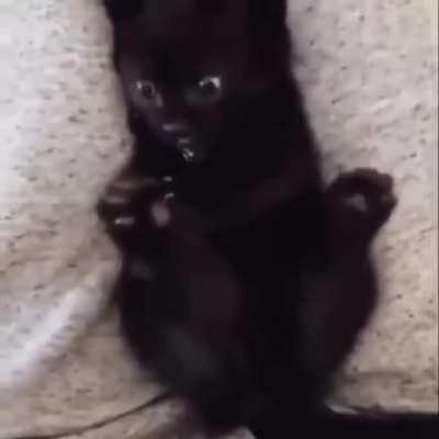 Kitty realising she has more than one paw.