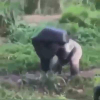 hmm gorilinha de chapéu