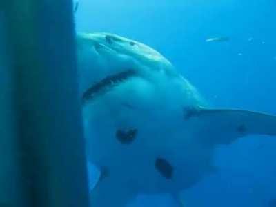 Deep Blue - The Biggest Great White Shark Ever Filmed
