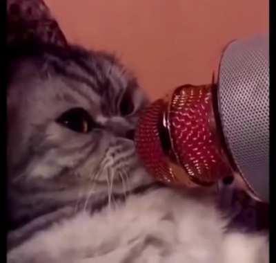 caT fIndS sEcret TO world doMINatiON, cOMPLETe aNnIhILaTIon PlAnNed!