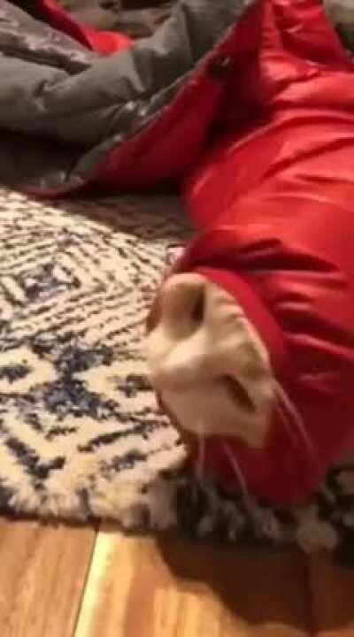 Malware detected: Worm-C4T/16