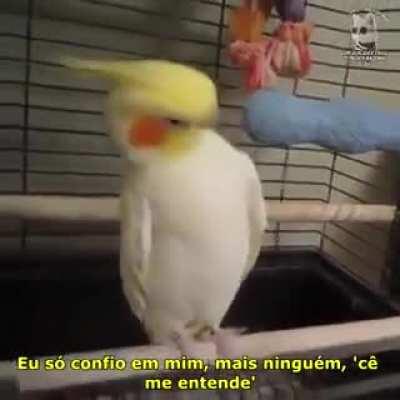 Paulo was finally free of Maria's relentless criticism. He was still young, cool, and convinced that the fresh beats on his new album would take the hip hop world by storm.