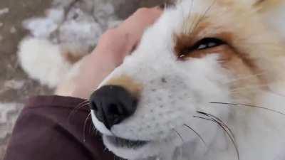 Jagger is a floofy boi!