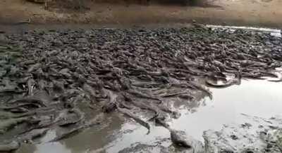 Como o gado vai beber jacaré?