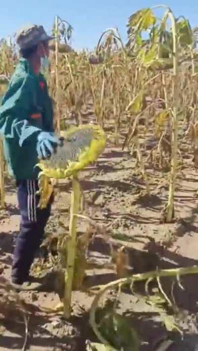 Sunflower hand picking
